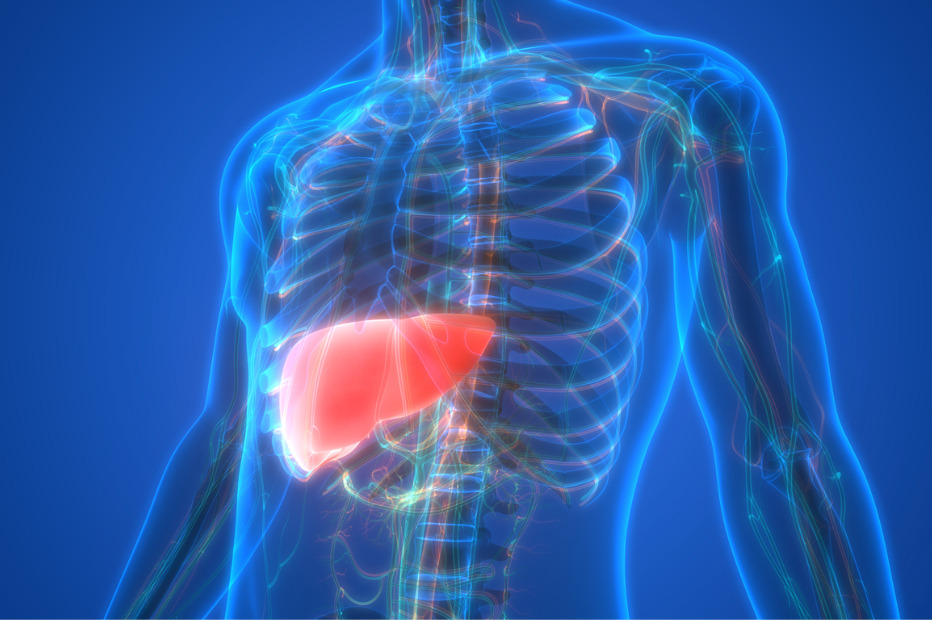 human liver anatomy