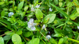 bacopa